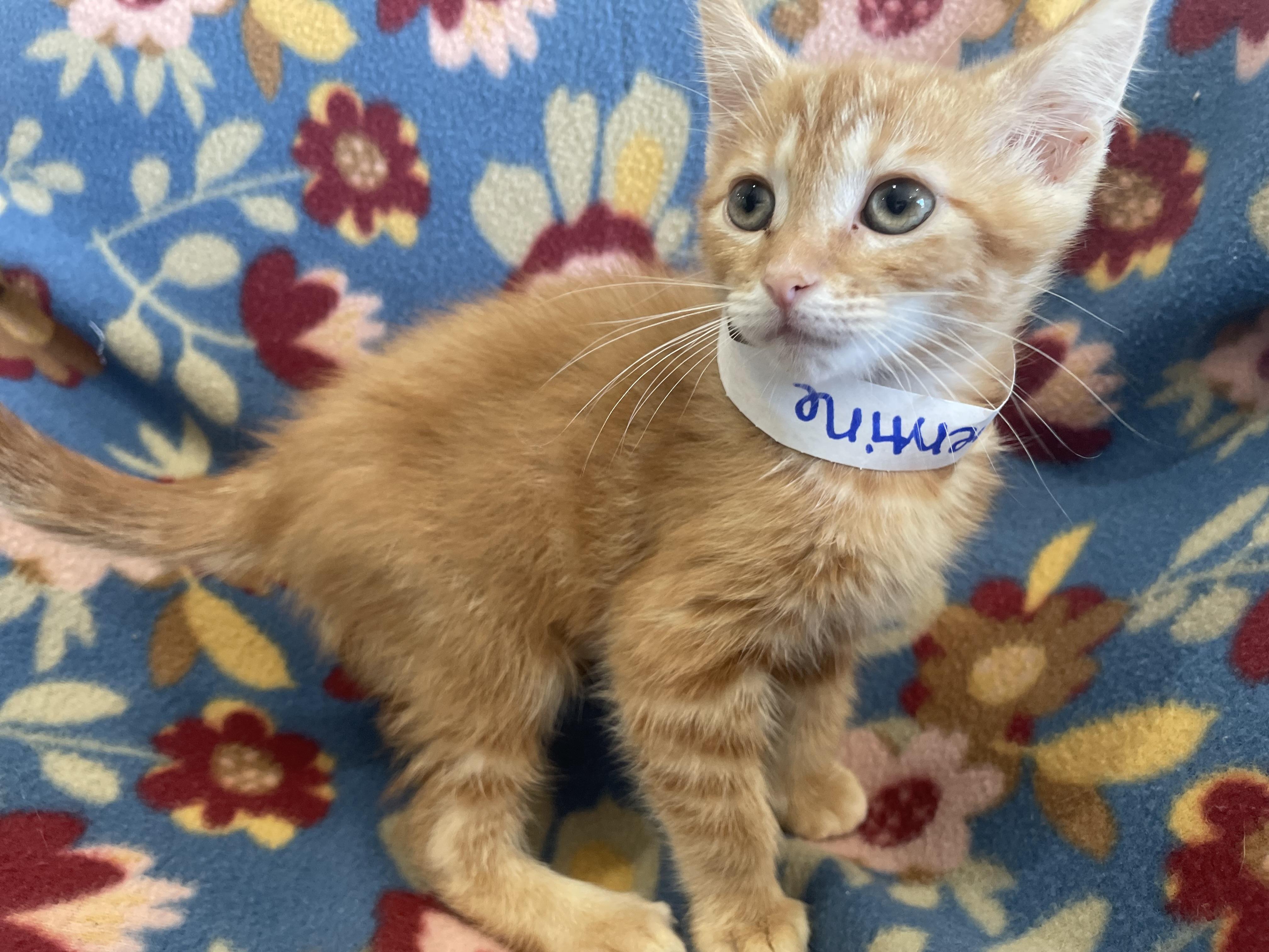 Clementine, an adopted Domestic Short Hair in Greenback, TN image 2/3