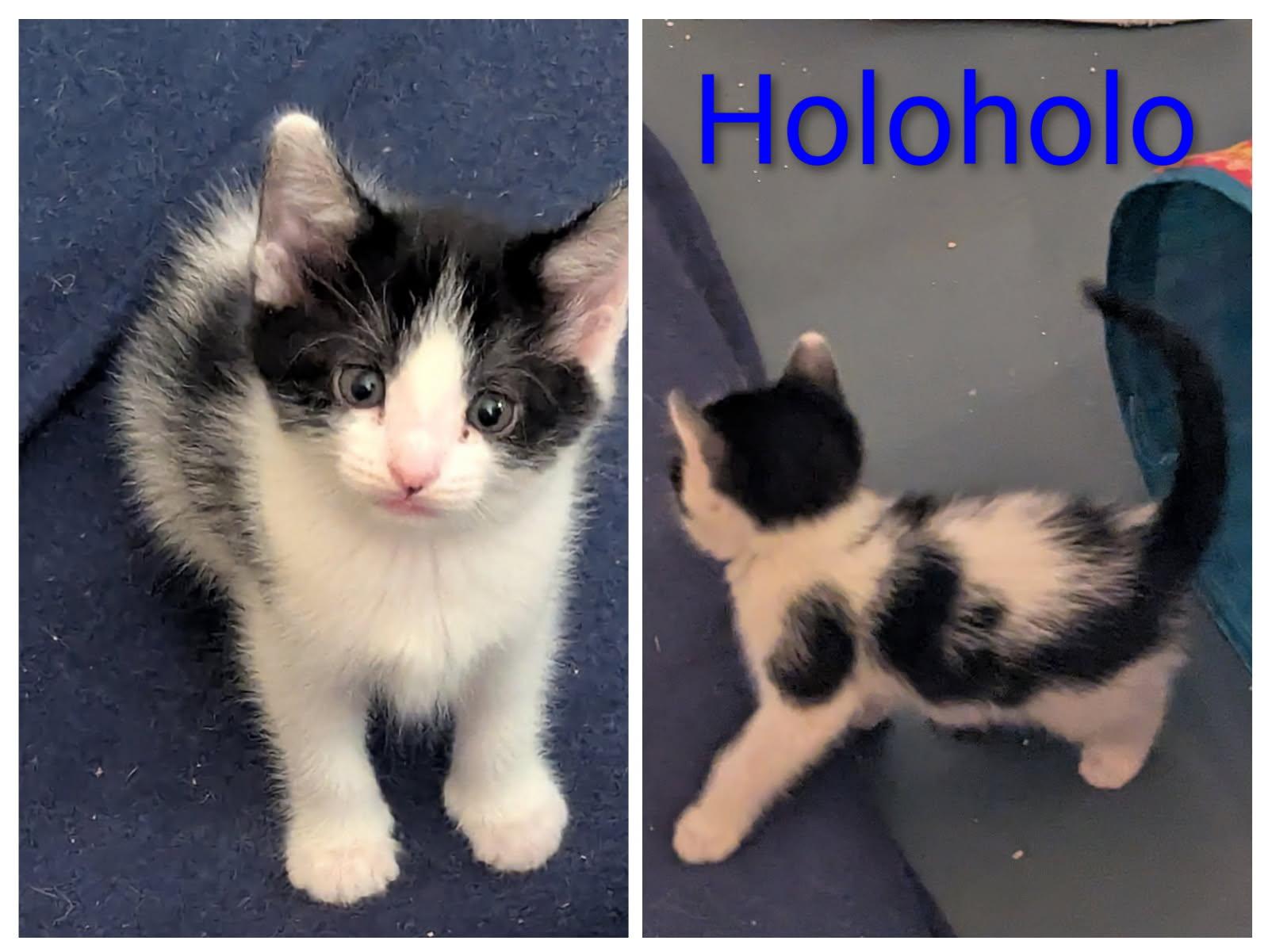 HOLOHOLO, a ADOPTABLE American Shorthair in Pinedale, WY image 2/2