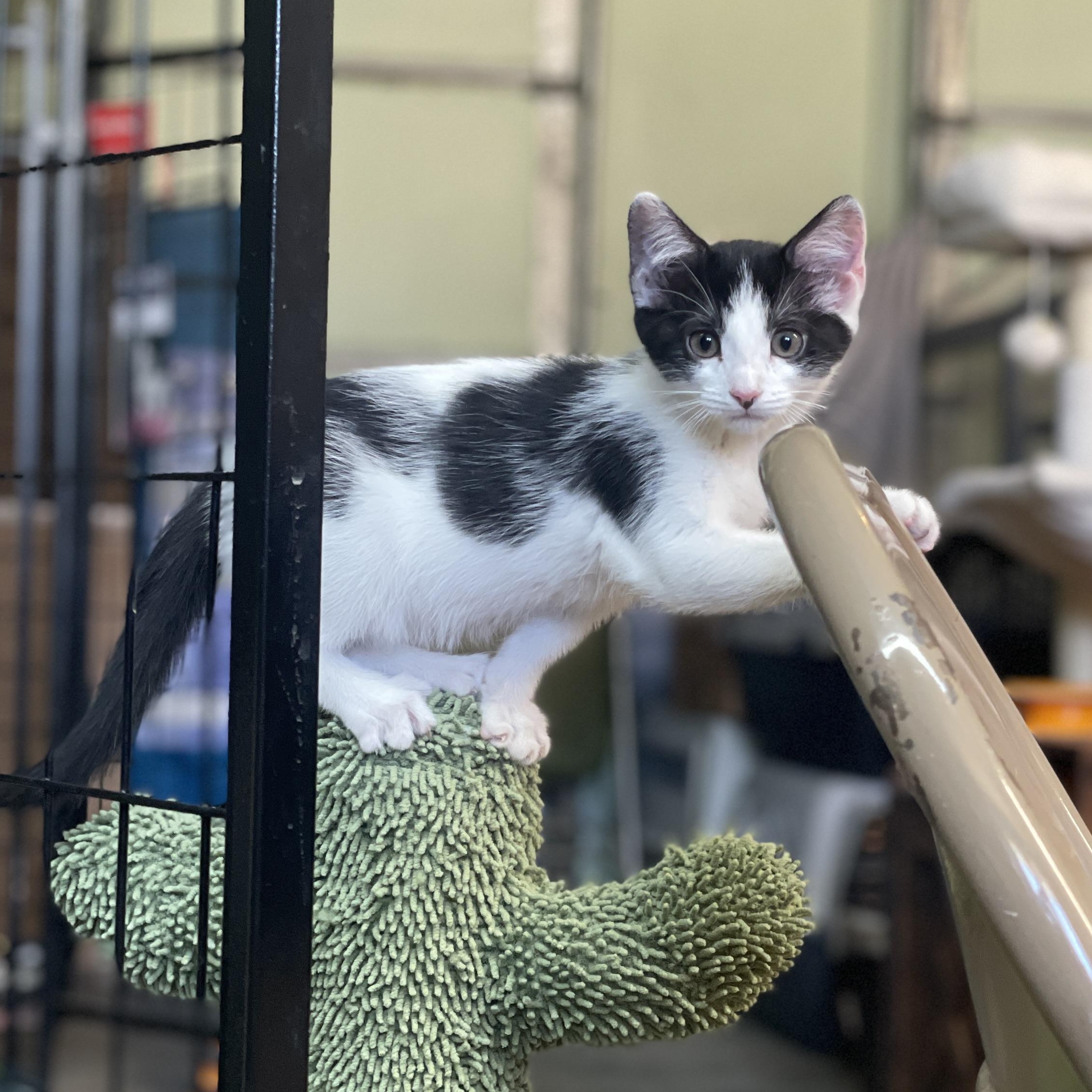 HOLOHOLO, ADOPTABLE, Kitten Female American Shorthair.