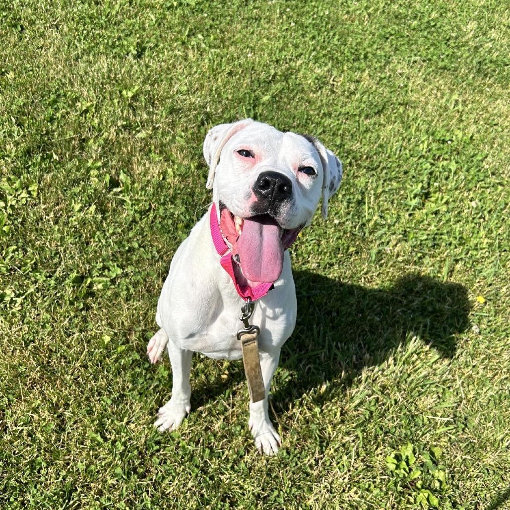 Olive, Adoptable, Adult Female Boxer.