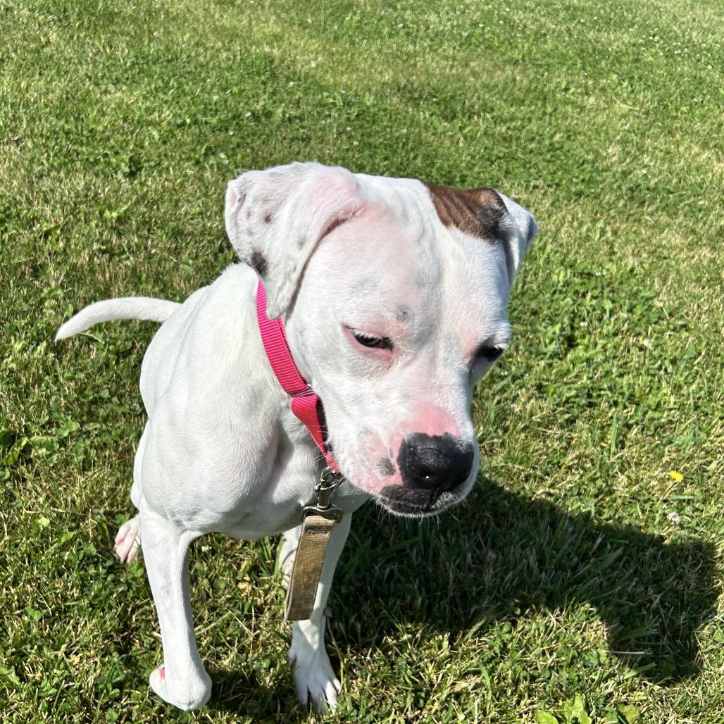 Olive, a Adoptable Boxer in Uniontown, PA image 2/3