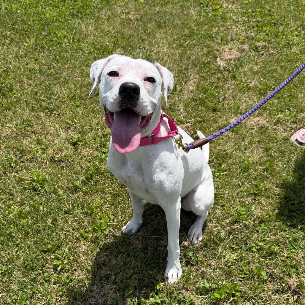 Olive, a Adoptable Boxer in Uniontown, PA image 3/3