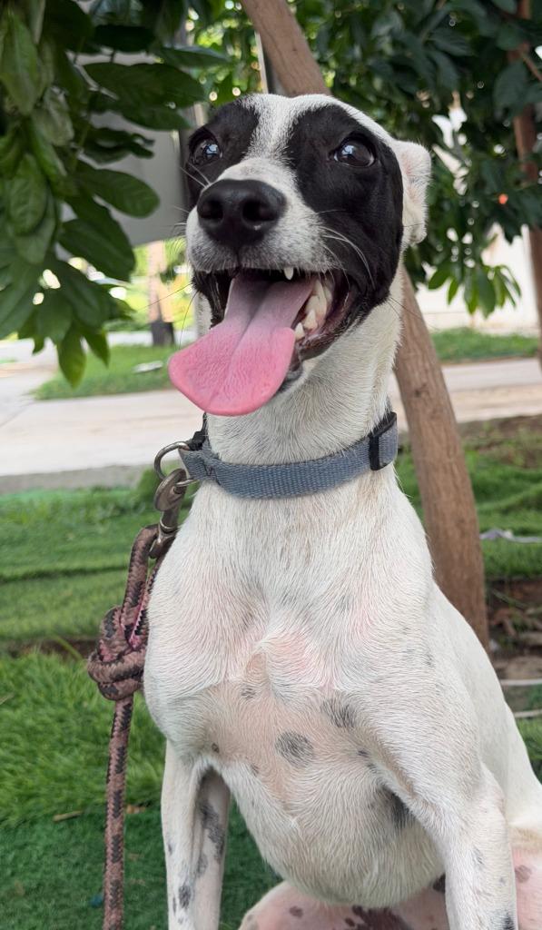 Raccoon, Adoptable, Puppy Female Whippet & Italian Greyhound.