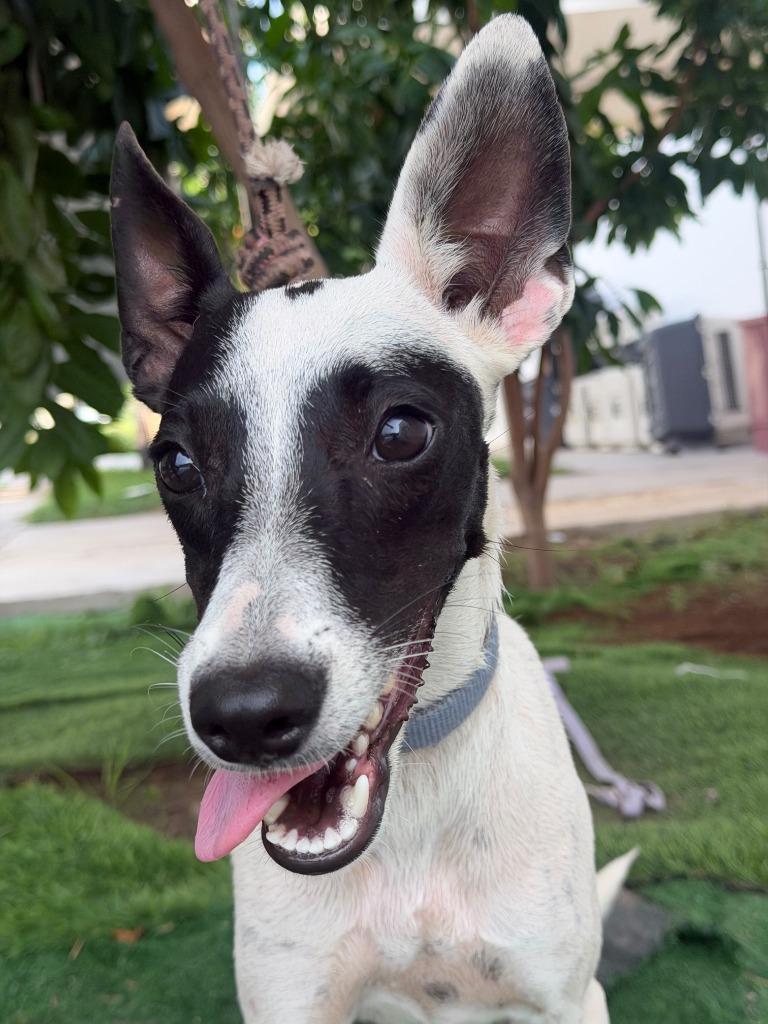 Enlarge Raccoon, a Adoptable mixed breed in San Diego, CA image 2/4