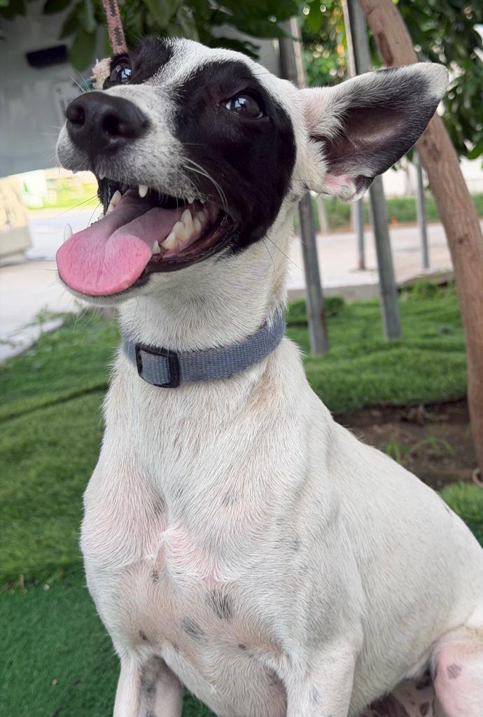 Enlarge Raccoon, a Adoptable mixed breed in San Diego, CA image 3/4