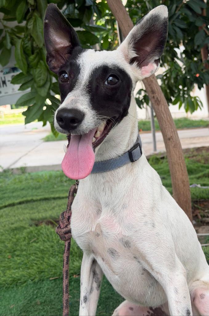 Enlarge Raccoon, a Adoptable mixed breed in San Diego, CA image 4/4