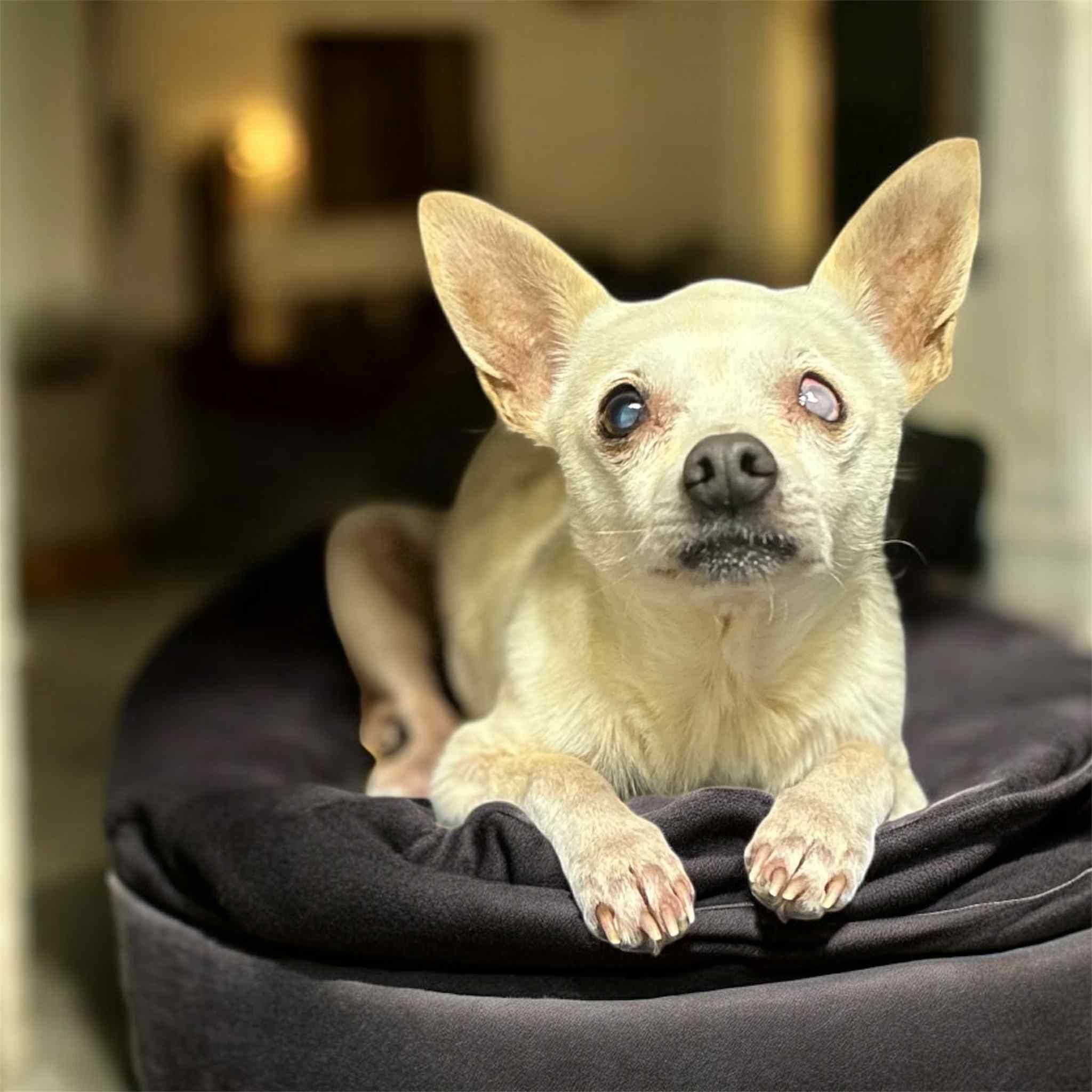 Tank Jr., Adoptable, Adult Male Chihuahua.