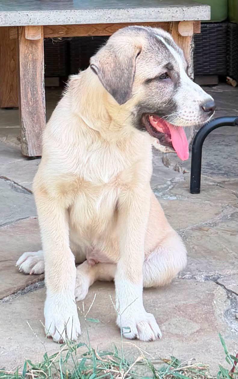 Enlarge OTIS- HOUSTON TX, a Adopted mixed breed in Alvin, TX image 2/2