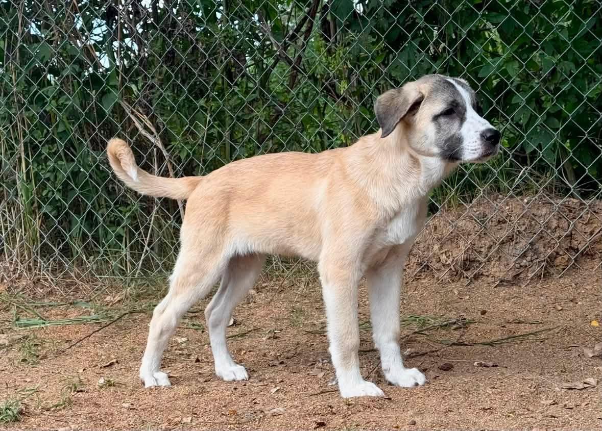 OTIS- HOUSTON TX, Adopted, Puppy Male Anatolian Shepherd & Great Pyrenees.