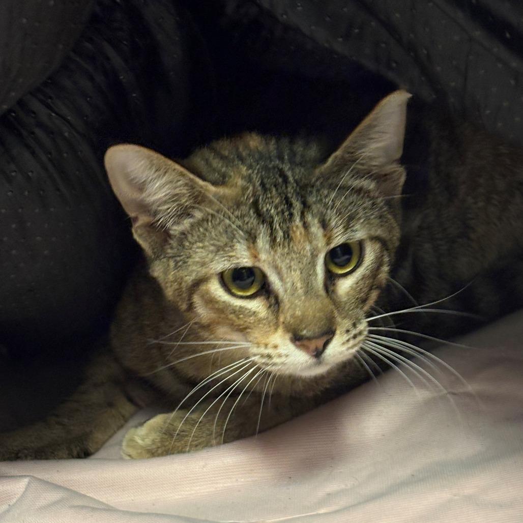 Enlarge Abby, a Adoptable Domestic Short Hair in Chehalis, WA image 1/2