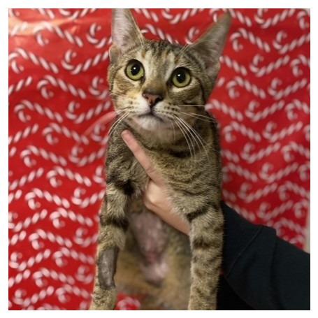 Enlarge Abby, a Adoptable Domestic Short Hair in Chehalis, WA image 2/2