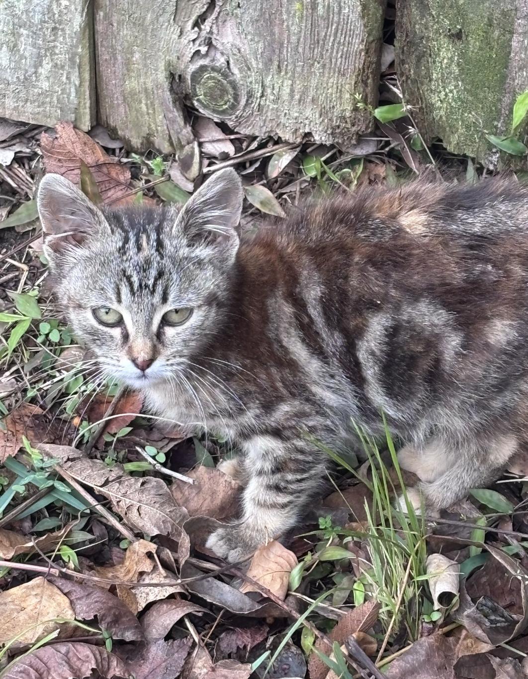 Arabella, ADOPTABLE, Kitten Female Domestic Short Hair.