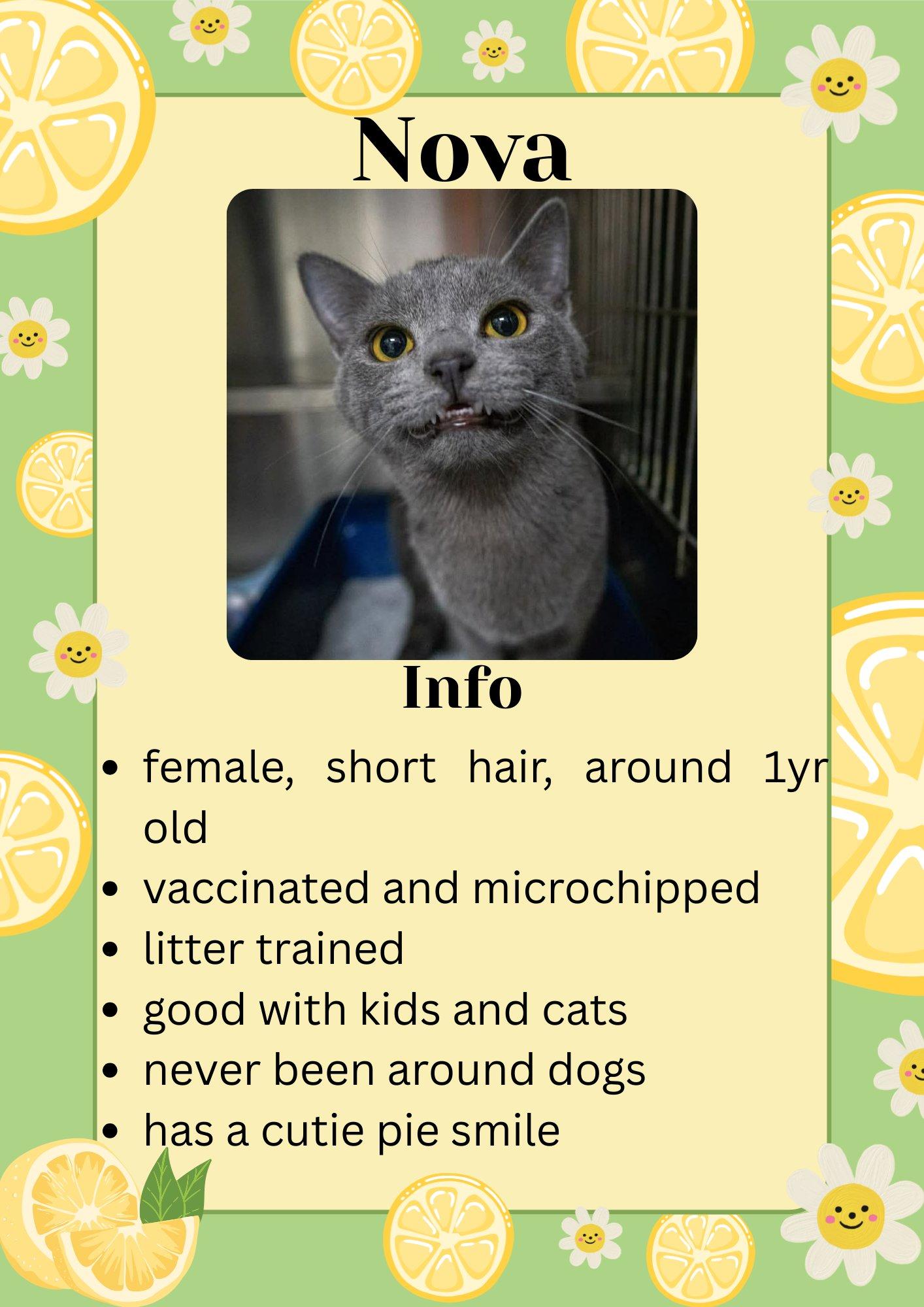 Nova, adopted, Young Female Domestic Short Hair.