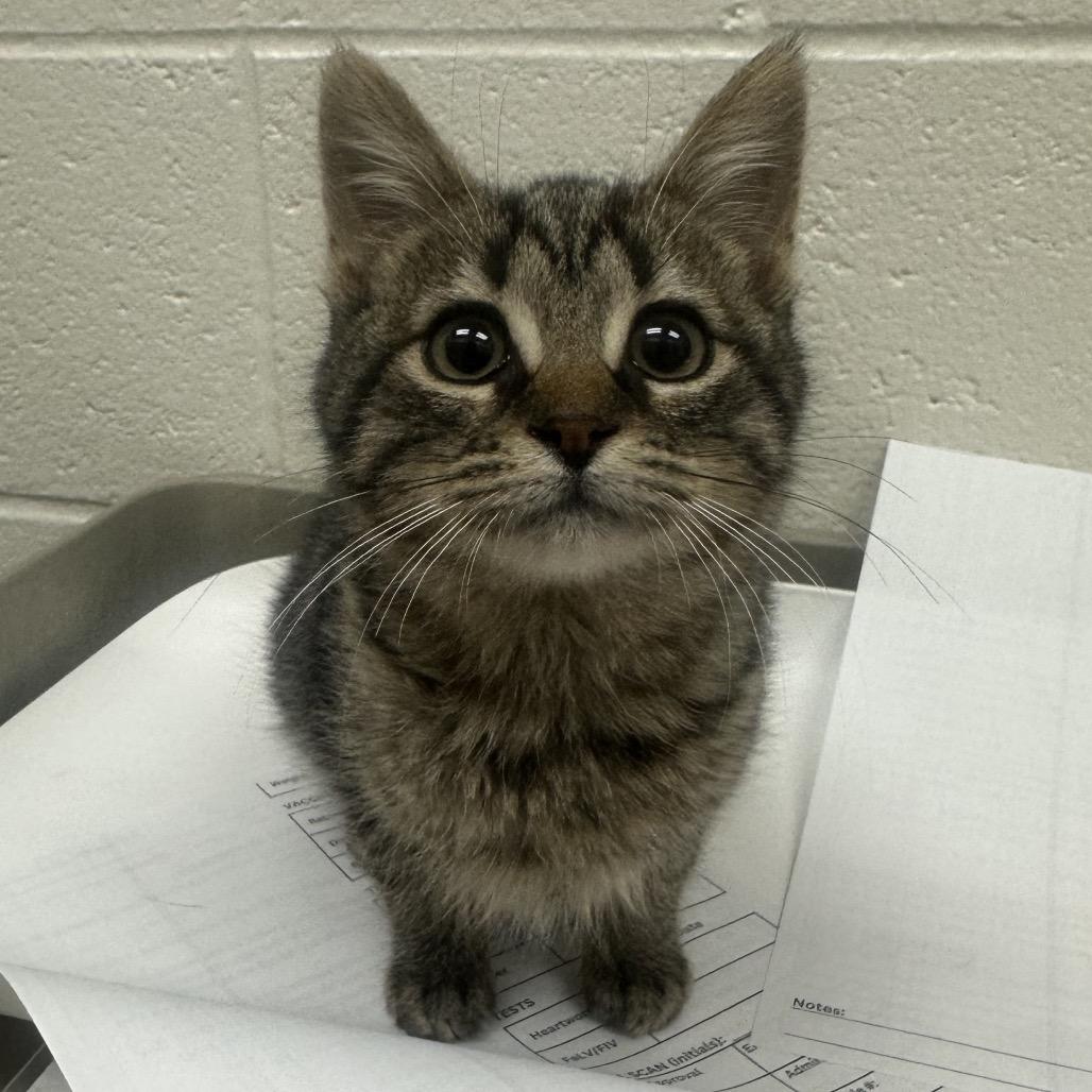 Mocha, Adoptable, Kitten Female Domestic Short Hair.