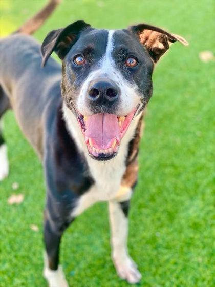 Enlarge Ace, a Adoptable mixed breed in Munster, IN image 1/1