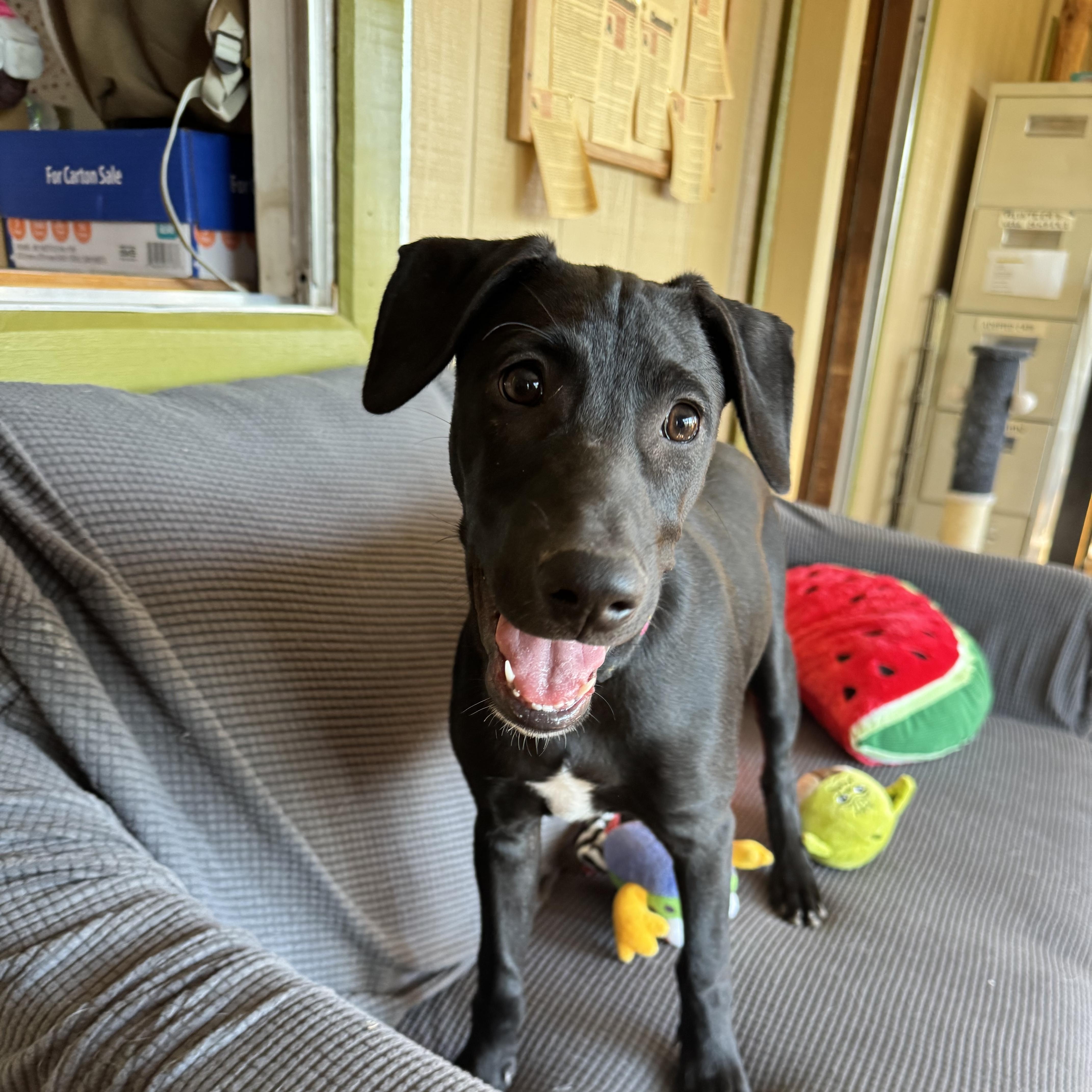 Enlarge Michael, a Adoptable mixed breed in Williamsburg, NM image 1/6