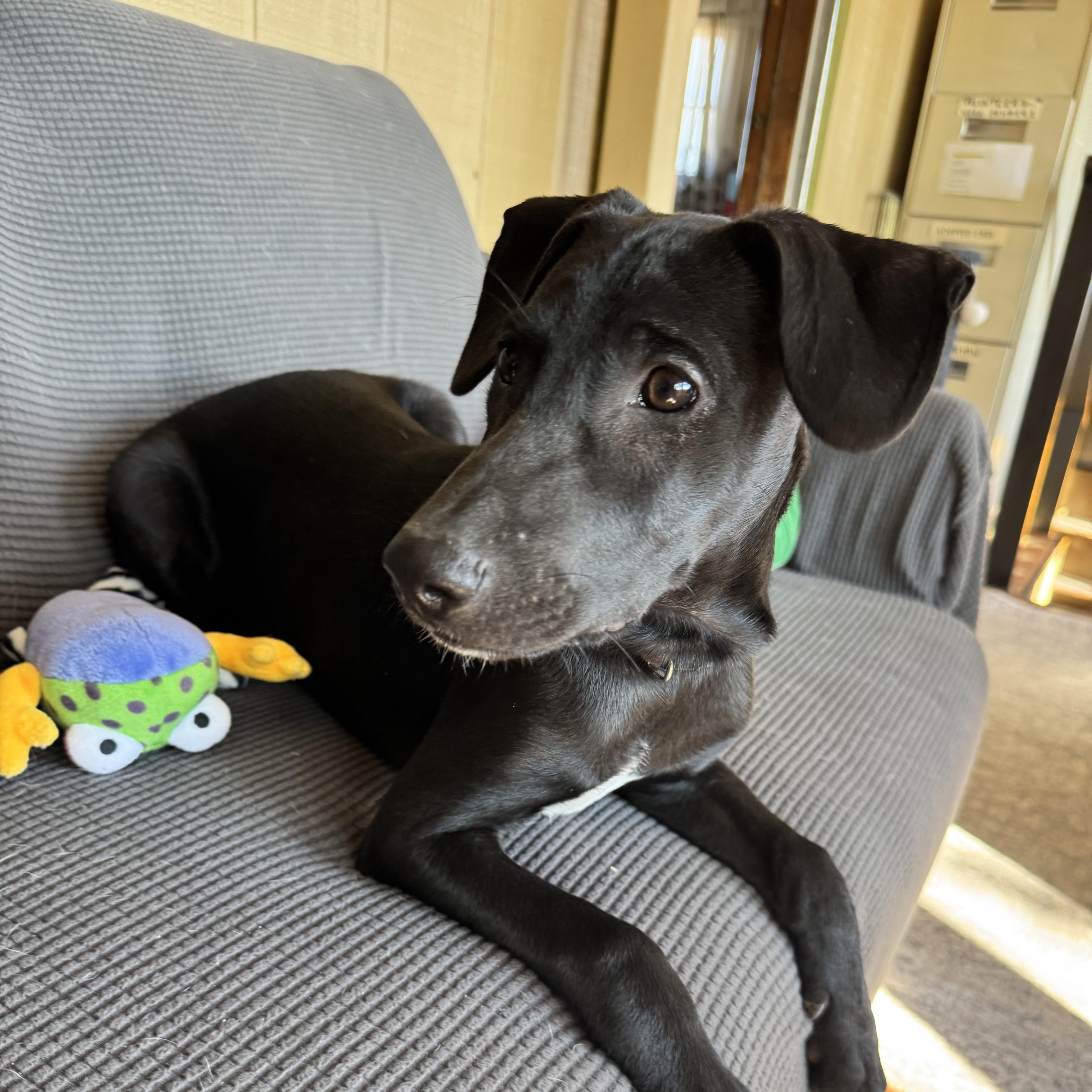 Enlarge Michael, a Adoptable mixed breed in Williamsburg, NM image 6/6