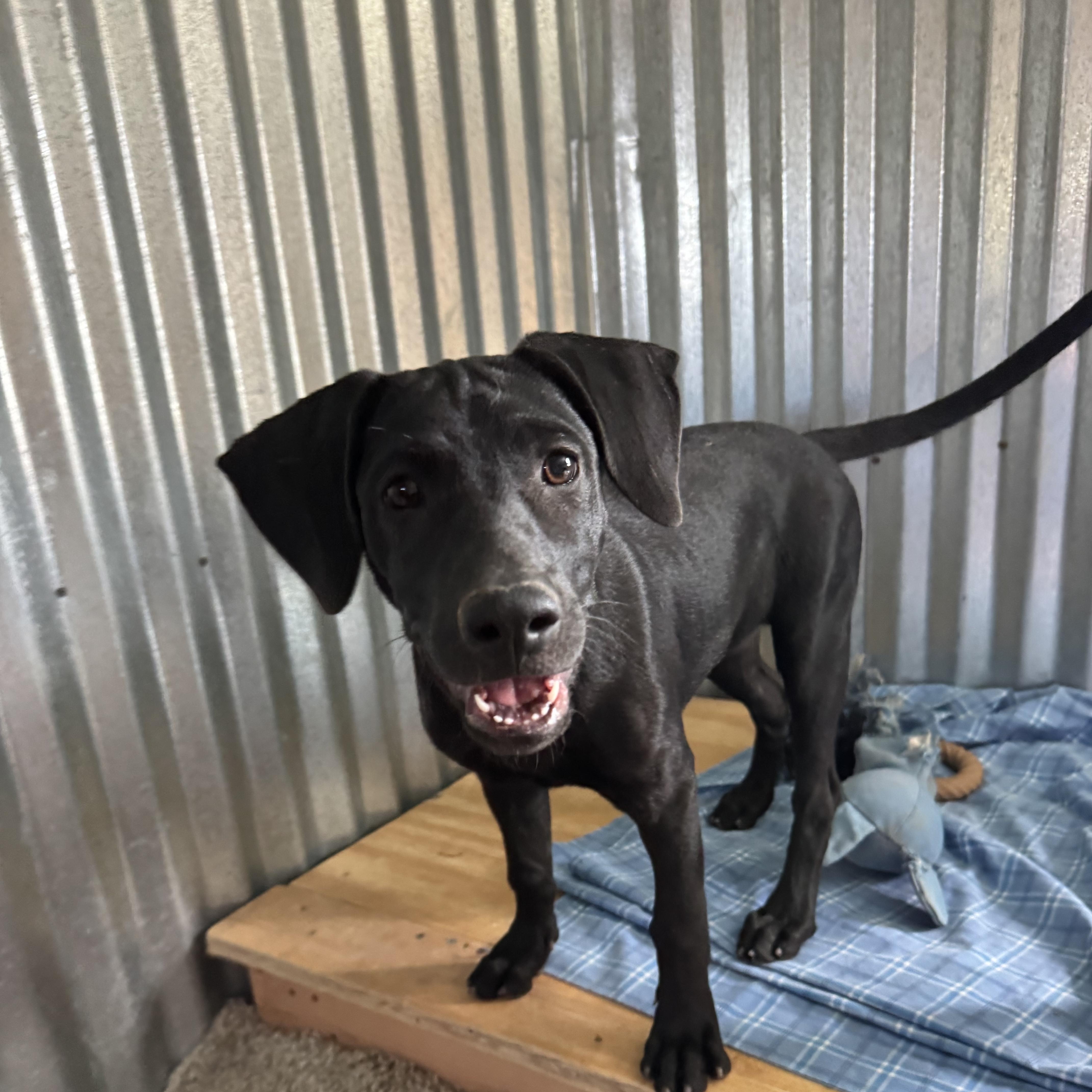 Enlarge Michael, a Adoptable mixed breed in Williamsburg, NM image 2/6