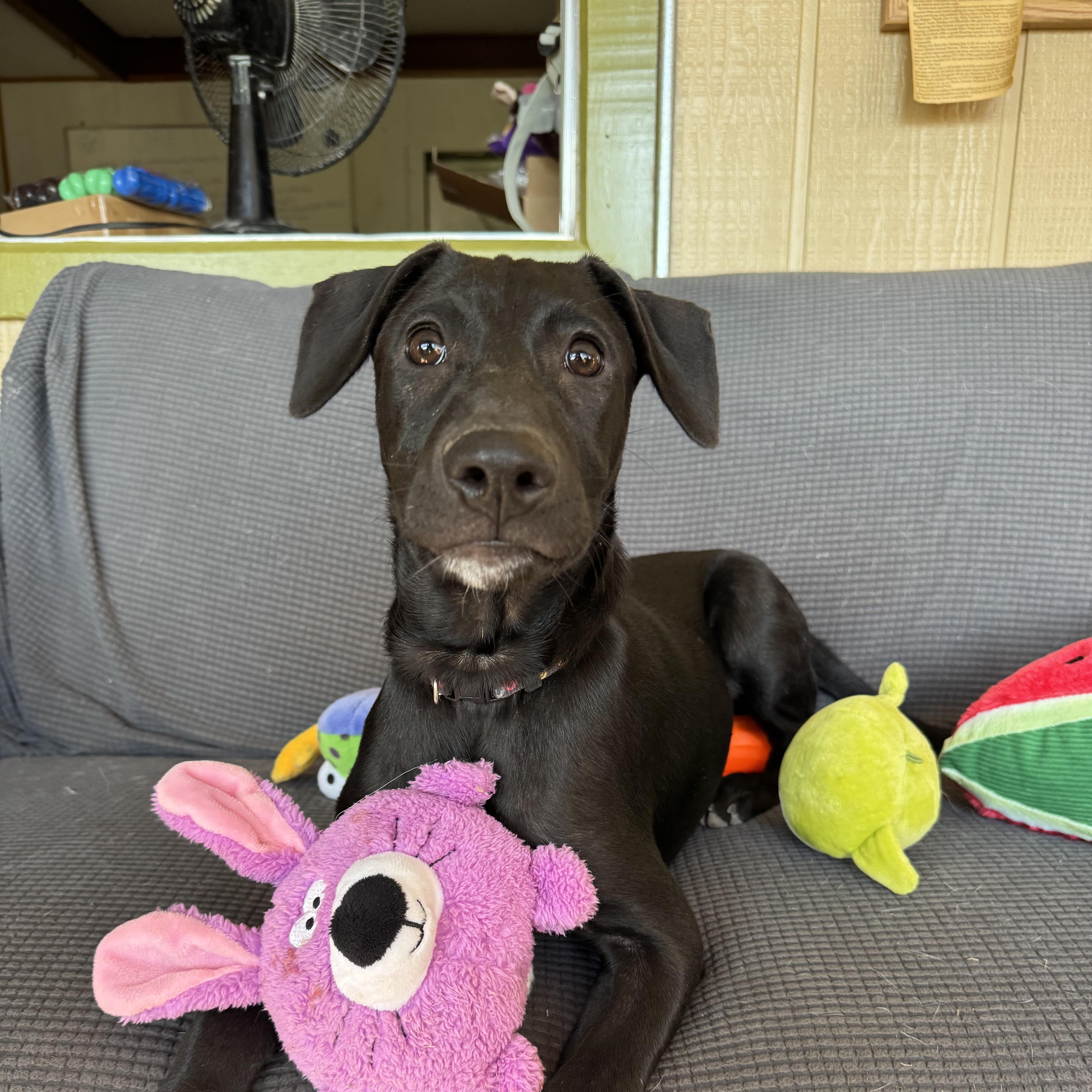 Enlarge Michael, a Adoptable mixed breed in Williamsburg, NM image 5/6