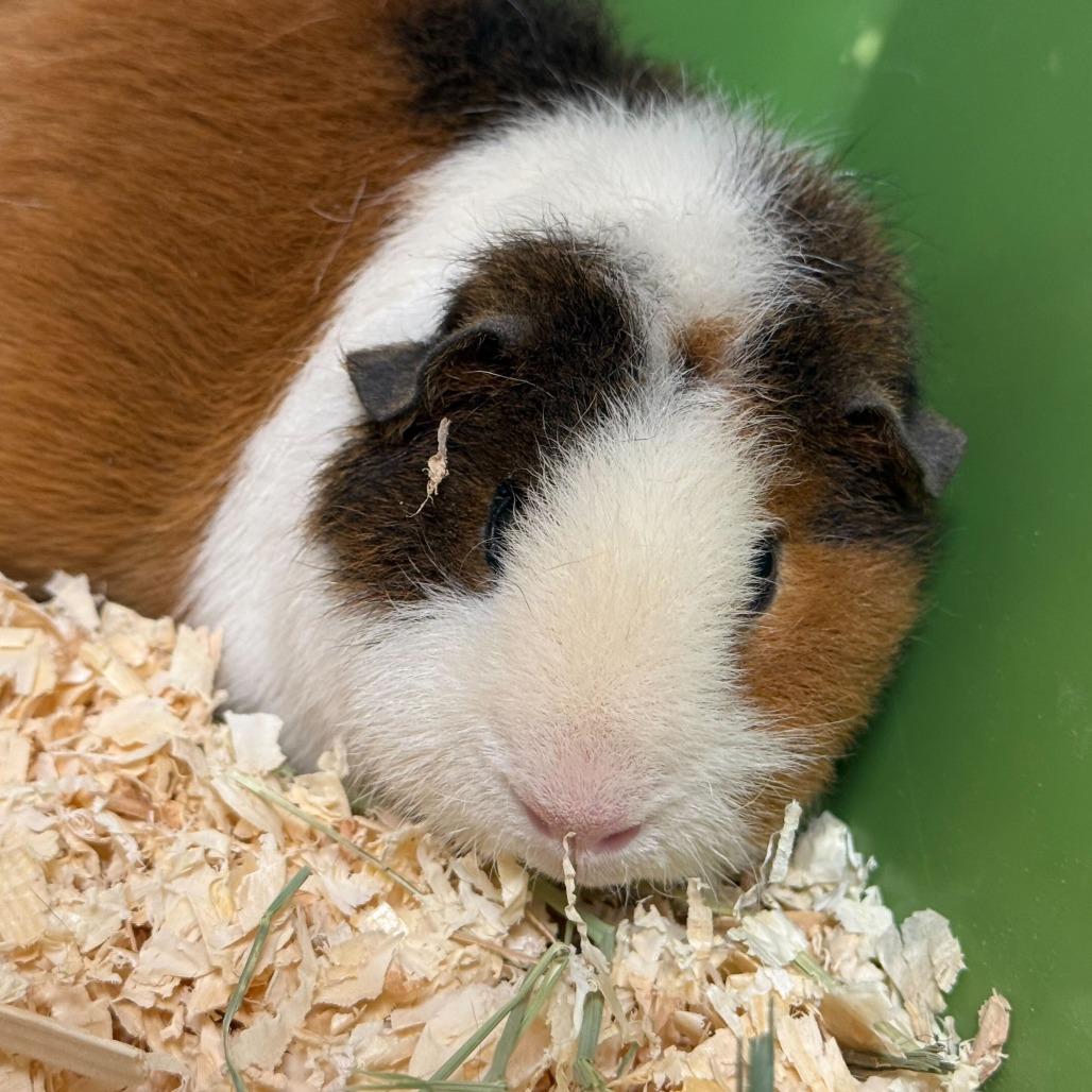 Henry, a Adoptable Guinea Pig in Rifle, CO image 1/2