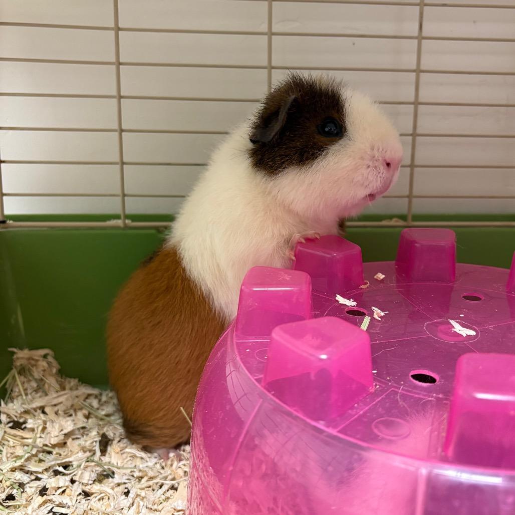 Henry, a Adoptable Guinea Pig in Rifle, CO image 2/2