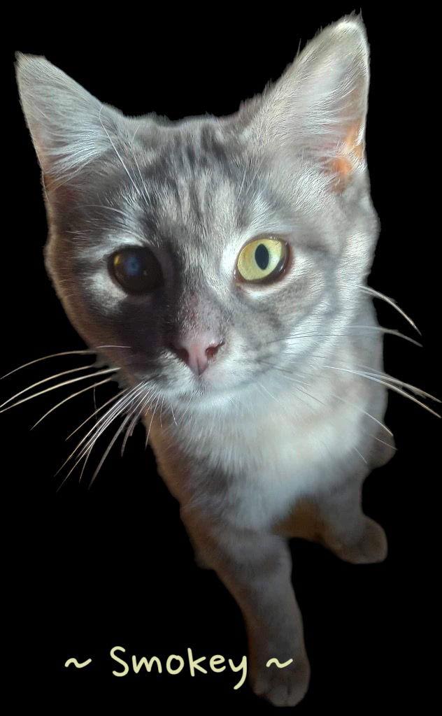 Smokey, Adoptable, Adult Female Domestic Short Hair.