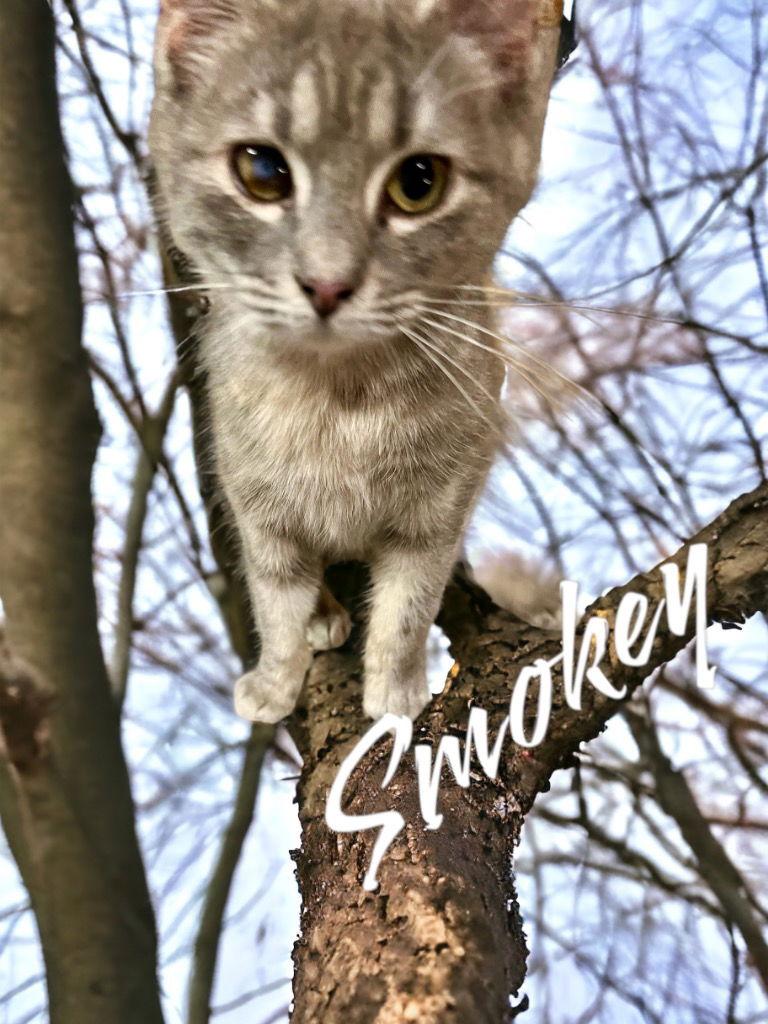 Smokey, Adoptable, Adult Female Domestic Short Hair.