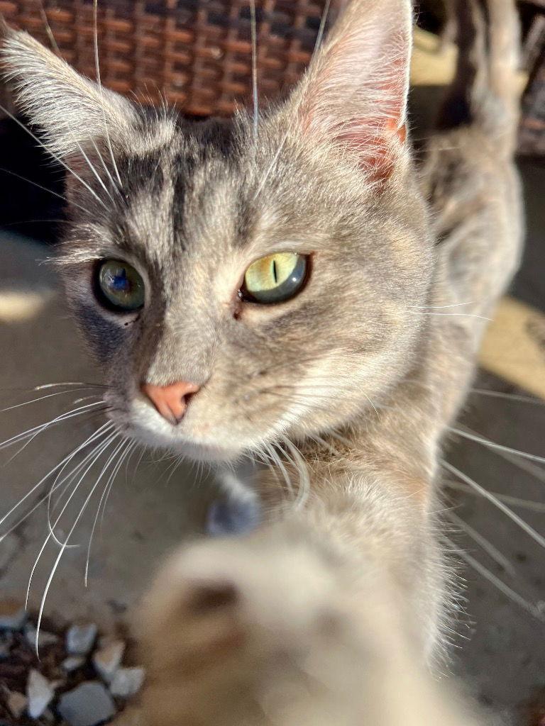 Enlarge Smokey, a Adoptable Domestic Short Hair in Cromwell, KY image 2/3