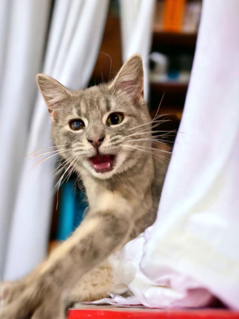 Smokey, a Adoptable Domestic Short Hair in Cromwell, KY image 3/3