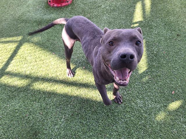 POOL TABLE, Adoptable, Adult Male American Staffordshire Terrier & Mixed Breed.