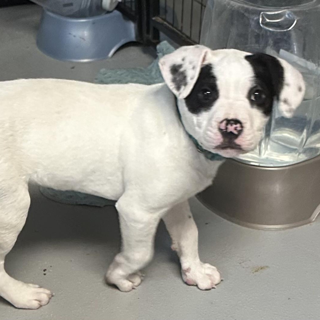 Enlarge Kringle , an adopted American Staffordshire Terrier in Hop Bottom, PA image 1/2