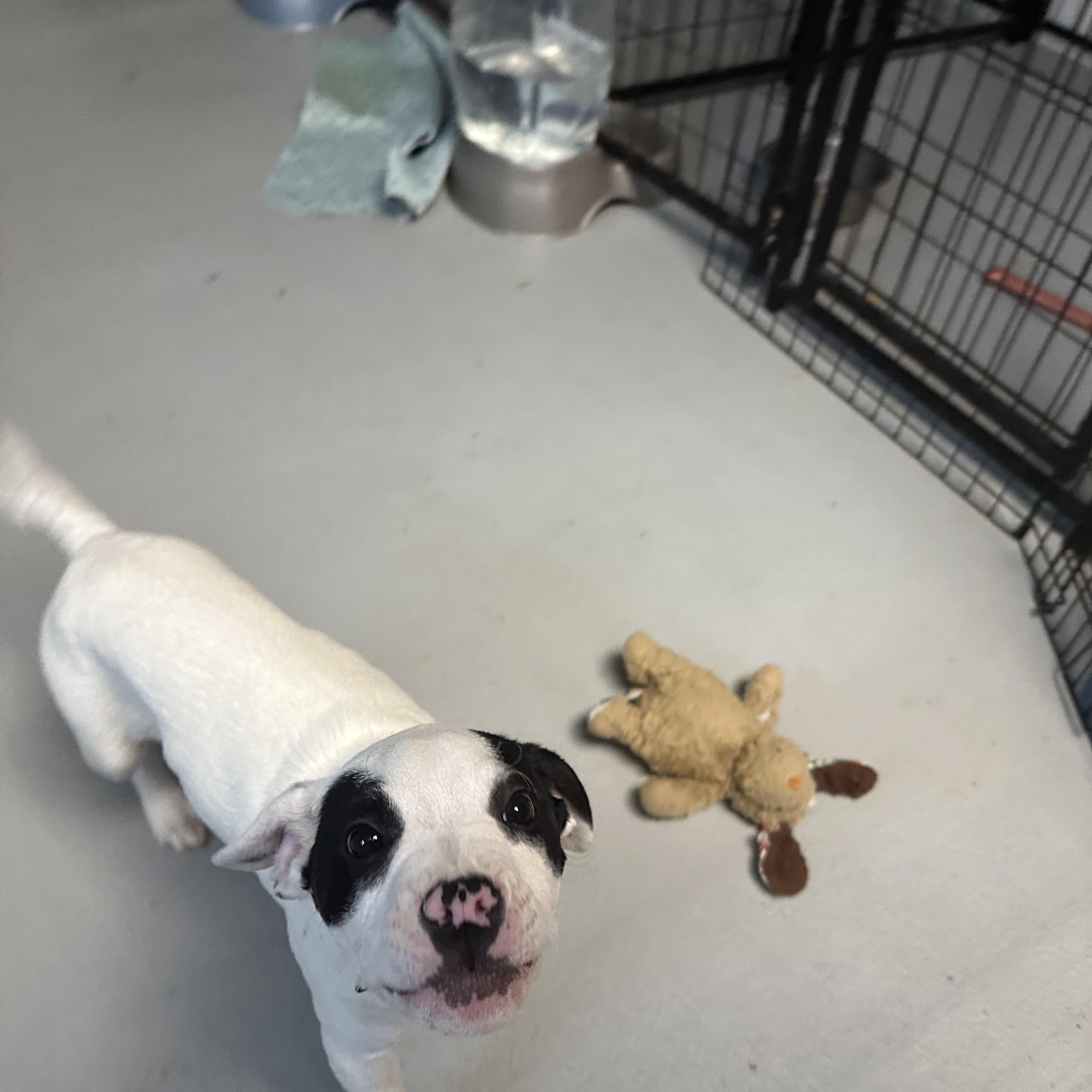 Enlarge Kringle , an adopted American Staffordshire Terrier in Hop Bottom, PA image 2/2
