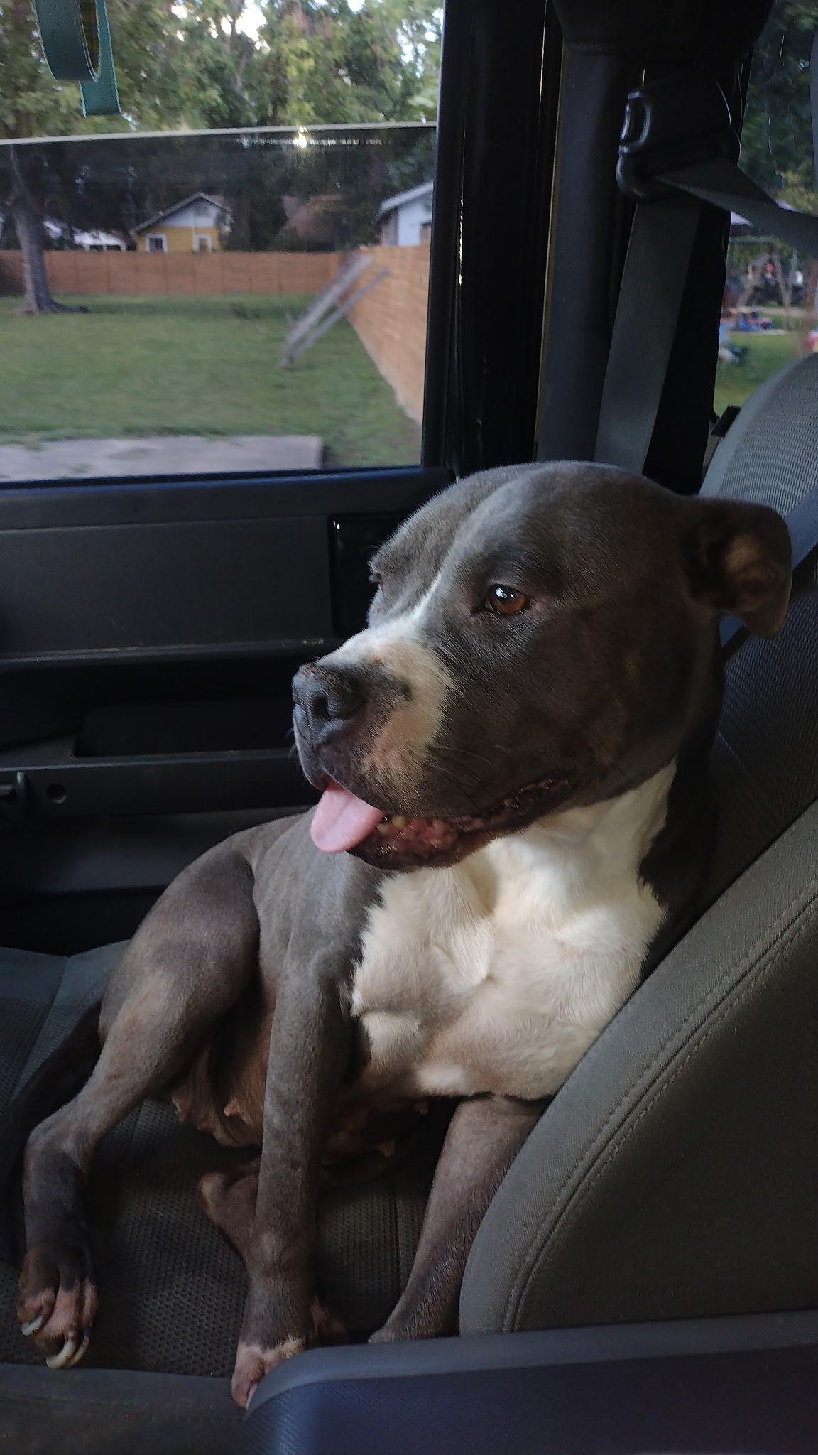 Brinkley, Adoptable, Adult Male Pit Bull Terrier.