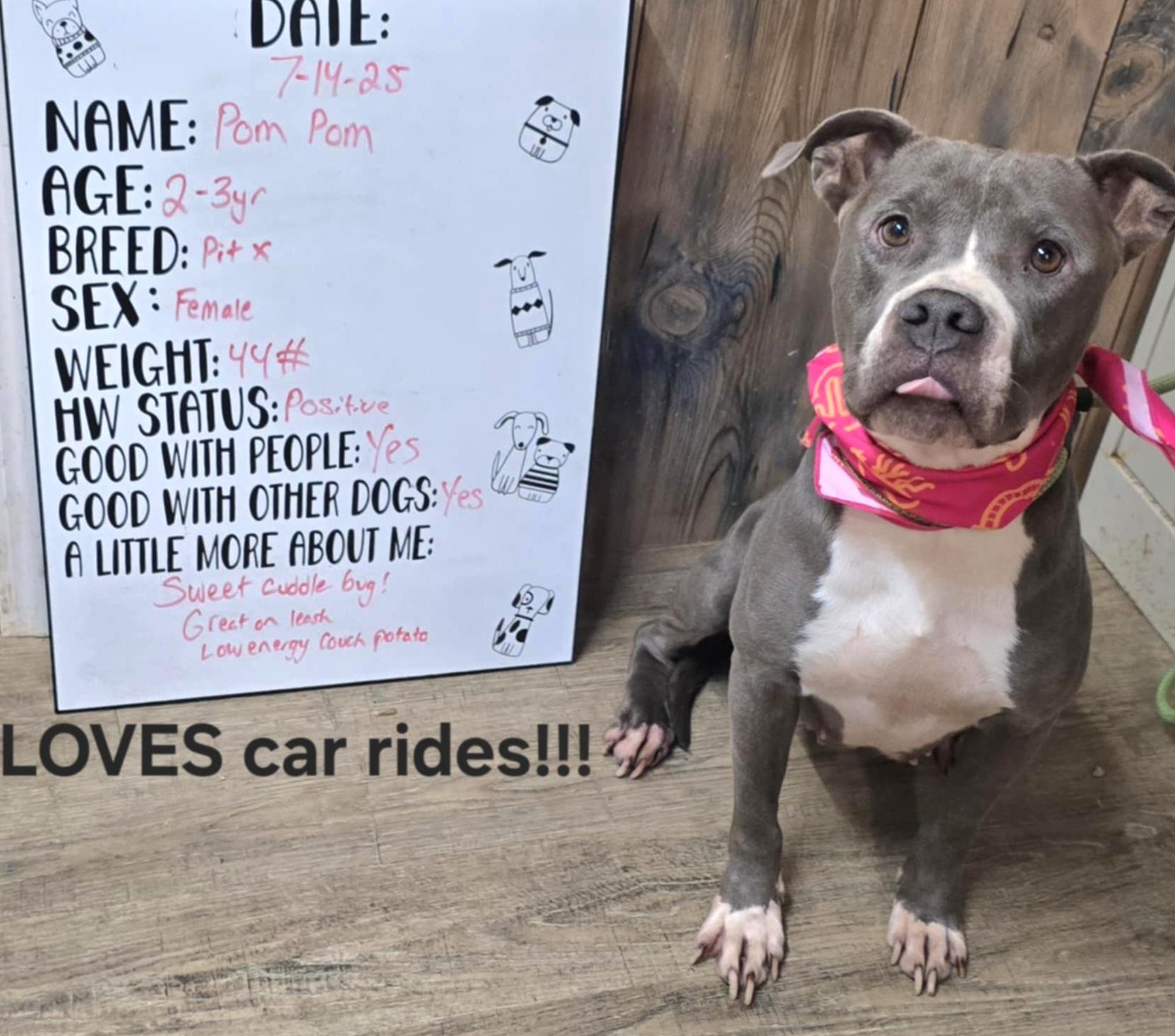 Brinkley, a Adoptable Pit Bull Terrier in Camden, AR image 2/3