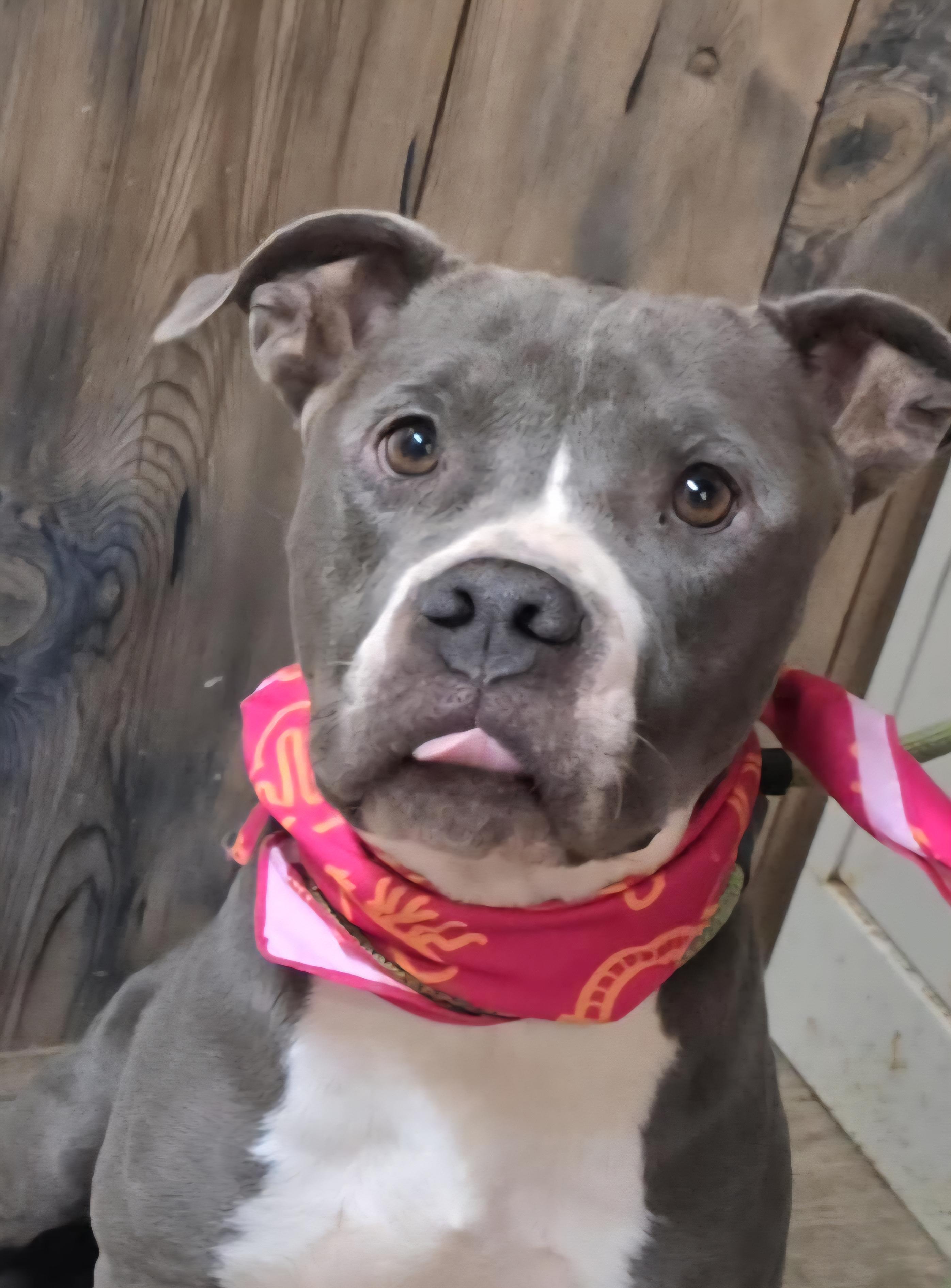 Brinkley, a Adoptable Pit Bull Terrier in Camden, AR image 3/3