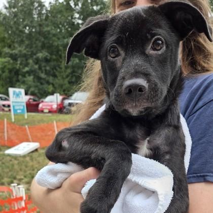 Enlarge Red Clay Strays, a Adoptable mixed breed in Voorhees, NJ image 1/1