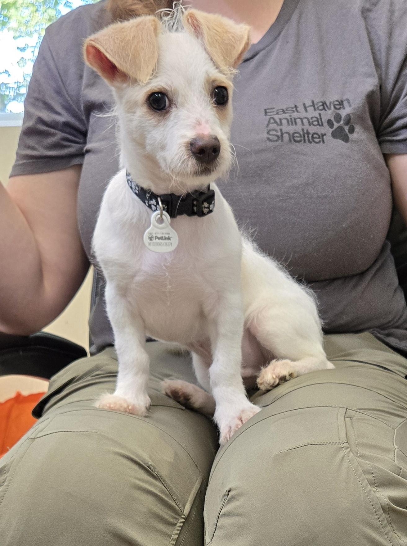 Leaf, Adopted, Puppy Male Mixed Breed.