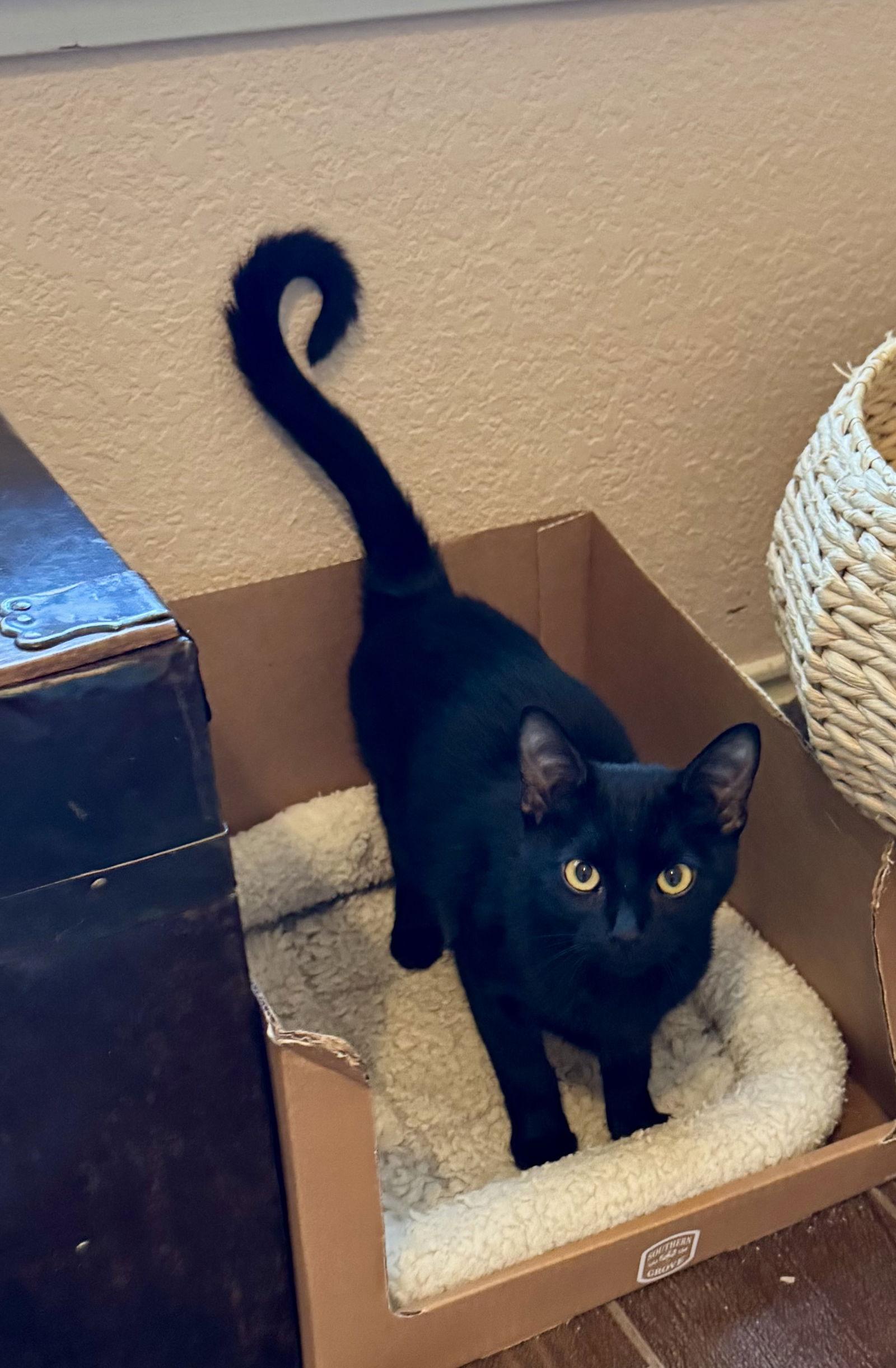 Forest, Adoptable, Young Male Domestic Short Hair.