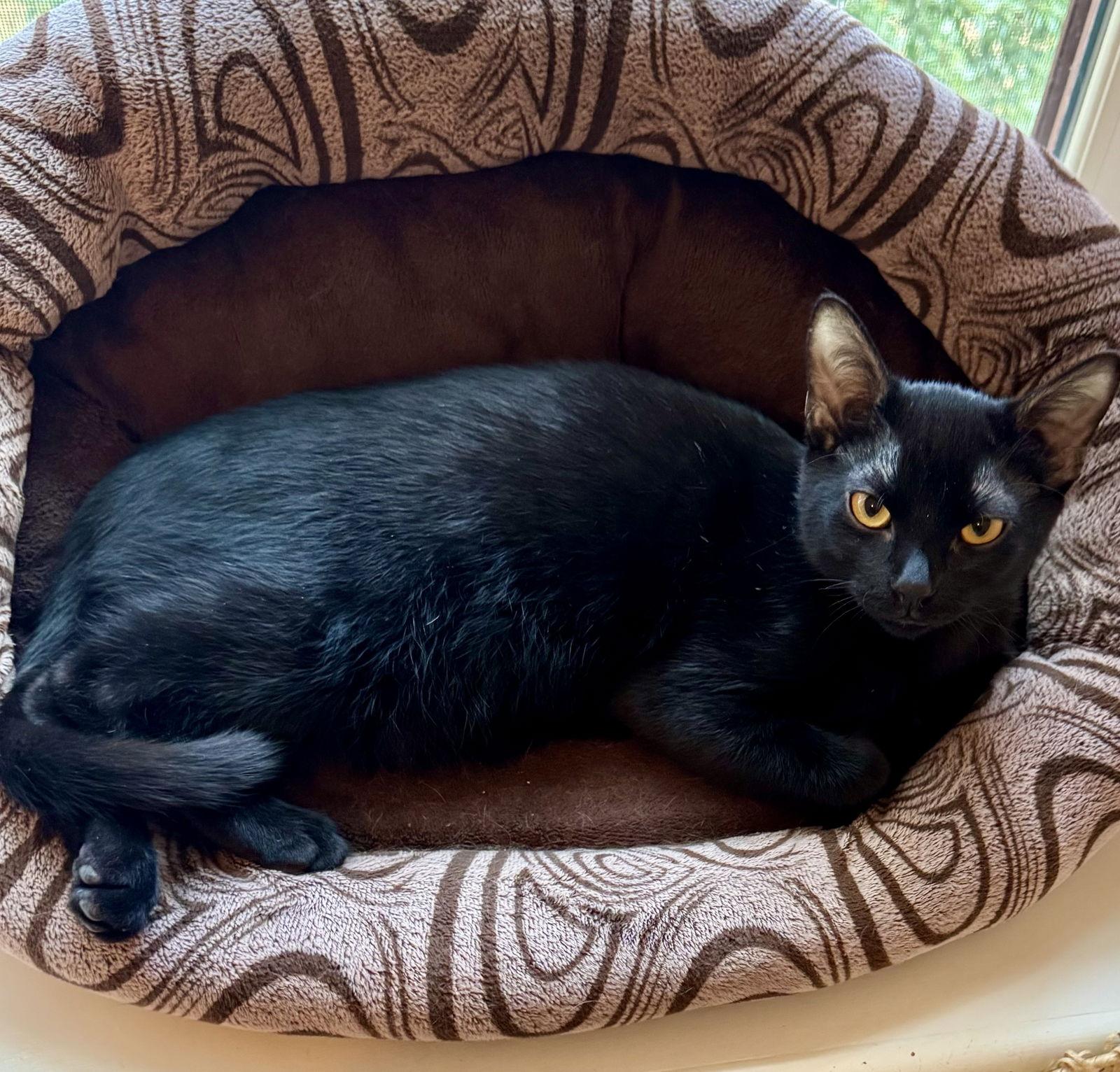 Enlarge Forest, a Adoptable Domestic Short Hair in Arlington, TX image 2/2