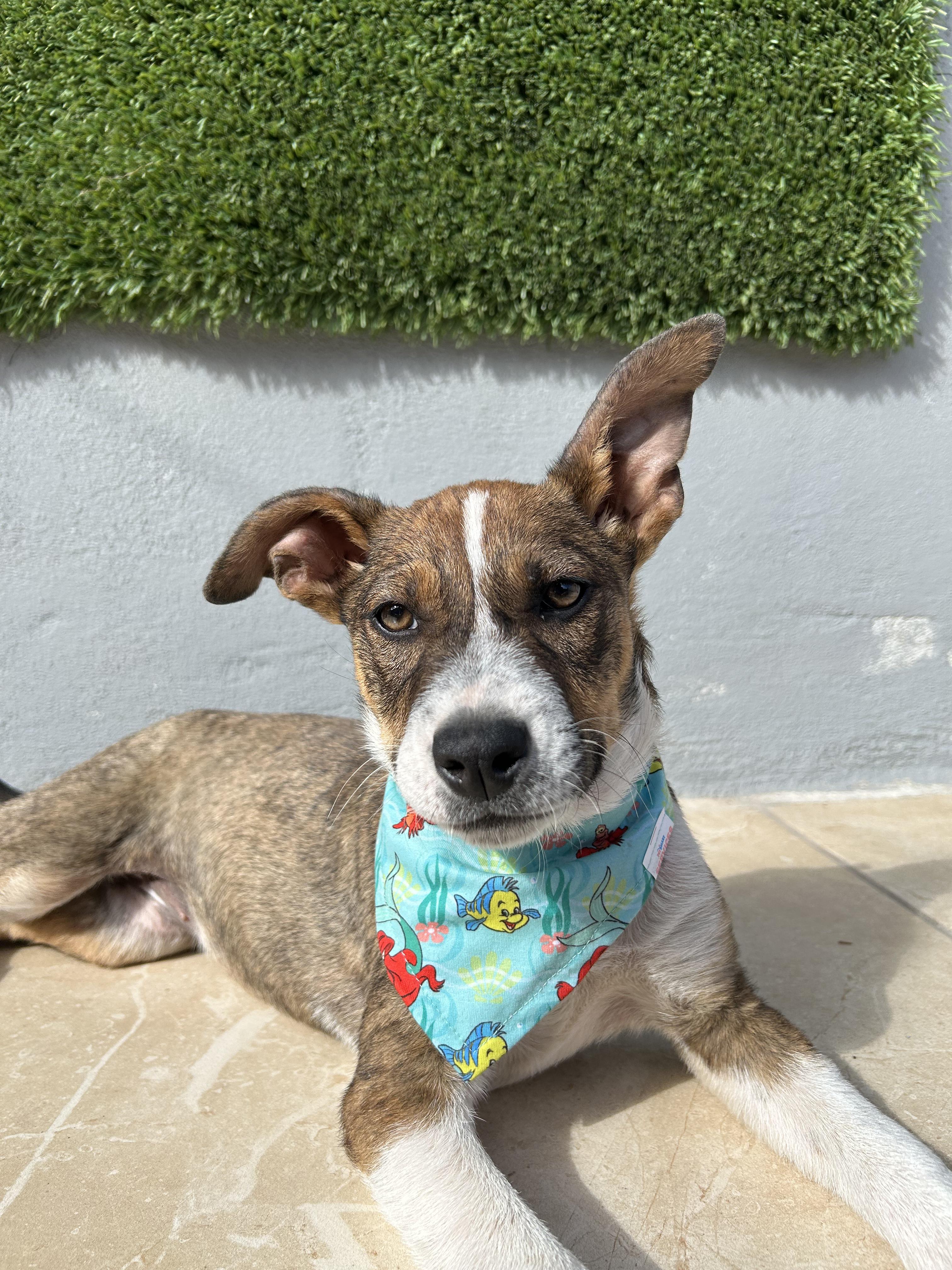 Enlarge Merida, an adopted Mixed Breed in Tijuana, BCN image 1/5