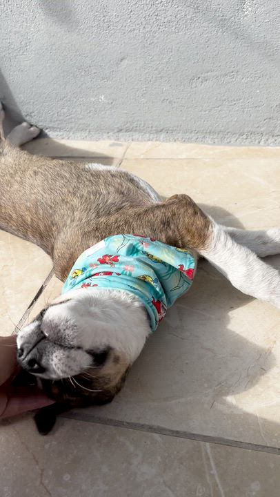 Enlarge Merida, an adopted Mixed Breed in Tijuana, BCN video 2/5