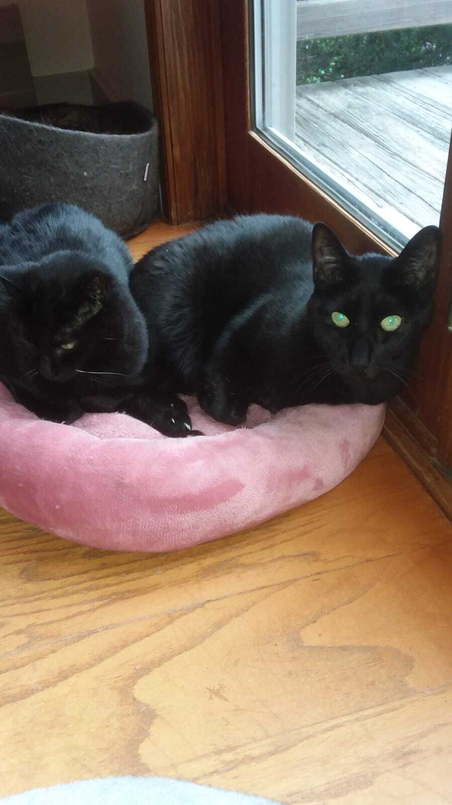 Branson and Blessing, Adoptable, Adult Male American Shorthair & Domestic Short Hair.