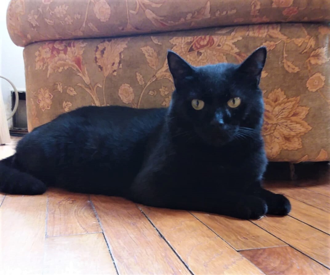 Branson and Blessing, a Adoptable mixed breed in Westford, MA image 2/6