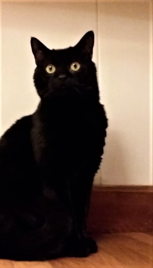 Branson and Blessing, a Adoptable mixed breed in Westford, MA image 3/6