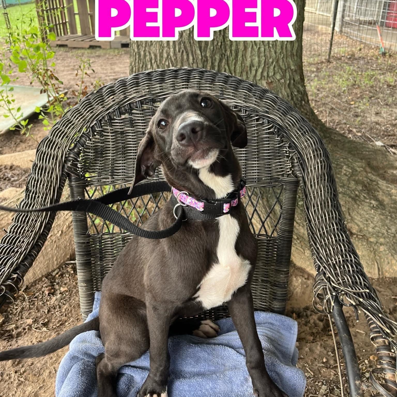 PEPPER, ADOPTABLE, Young Female Labrador Retriever.