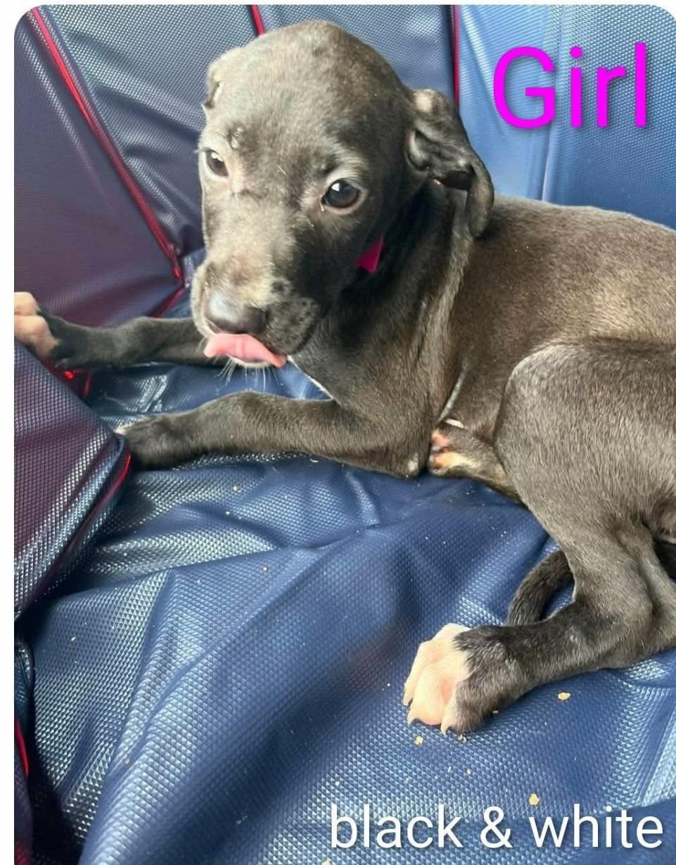 Enlarge CLOVER 1, a ADOPTABLE Labrador Retriever in Hampton, VA image 1/1