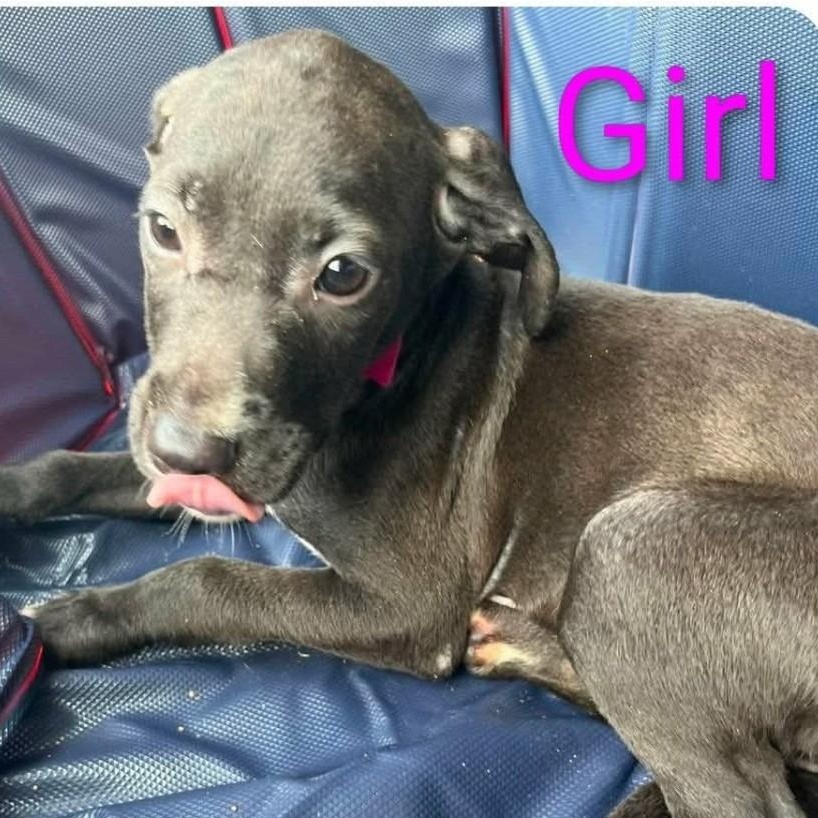 Enlarge PEPPER, a ADOPTABLE Labrador Retriever in Hampton, VA image 2/2