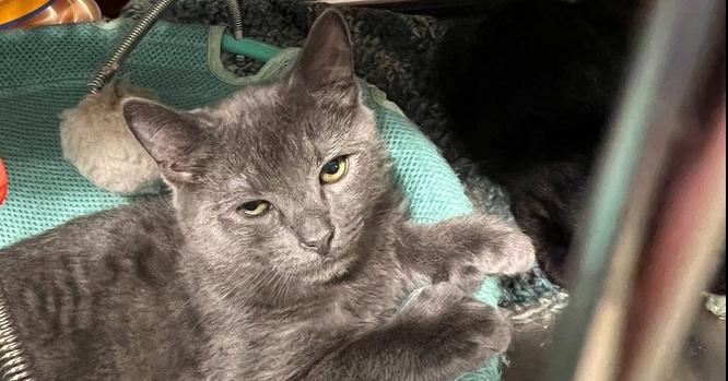 Enlarge Jasper (BONDED PAIR), a Adoptable Domestic Short Hair in Bolton, CT image 1/6