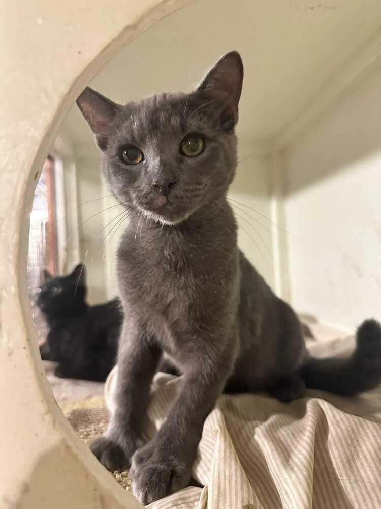 Enlarge Jasper (BONDED PAIR), a Adoptable Domestic Short Hair in Bolton, CT image 2/6