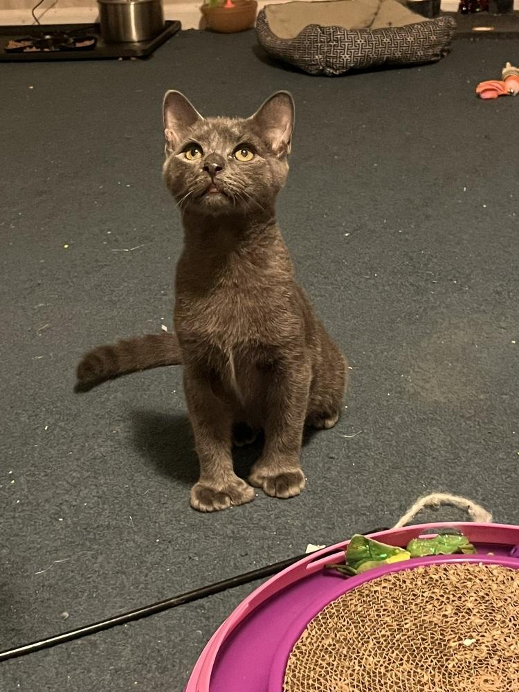 Enlarge Jasper (BONDED PAIR), a Adoptable Domestic Short Hair in Bolton, CT image 3/6